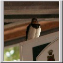 Hirundo rustica - Rauchschwalbe 01 hsk.jpg